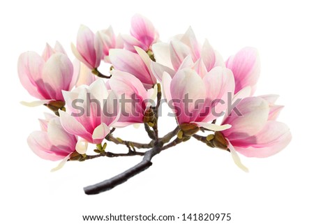 Magnolia Tree Stock Photo 141820975 : Shutterstock