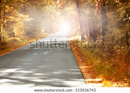 road in forest and fog