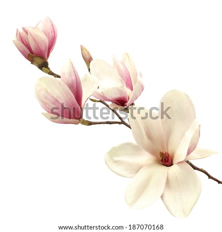 Magnolia Tree Stock Photo 187070168 : Shutterstock