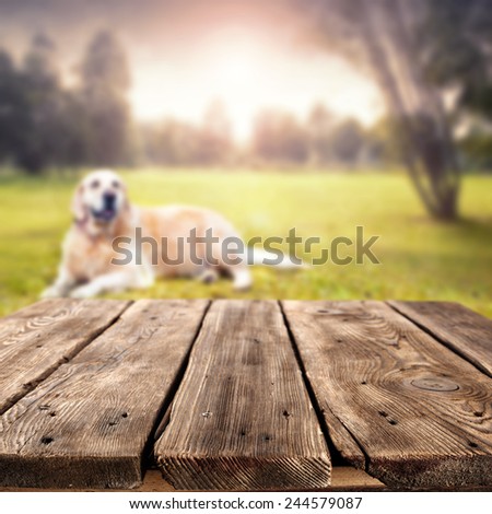 landscape of park and dog with brown top of free space for your dog food