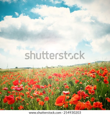 red fresh flowers and sky of blue in spring time