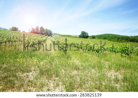 green vineyard in the region of Chanti in Italy and sun