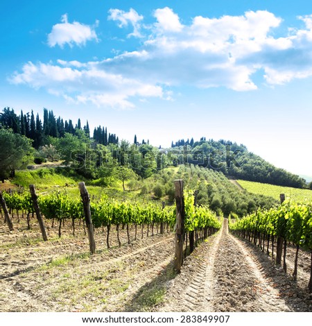 Vineyard landscape with a beautiful blue sky  and clouds in Italy in the area of Chianti