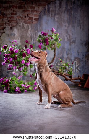 pit bull dog is cute flowers