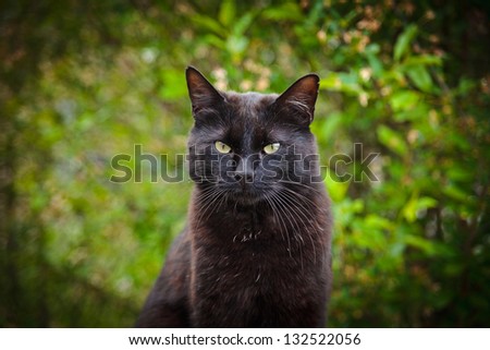 black cat in nature