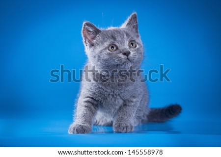 British blue cat breed