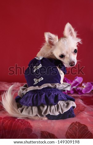dog clothes, coveralls, dress. Pet products