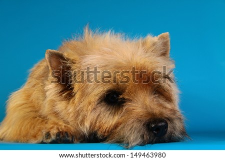 Cairn Terrier, veterinarian, dog