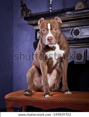 pit bull dog, chain, cave, fire