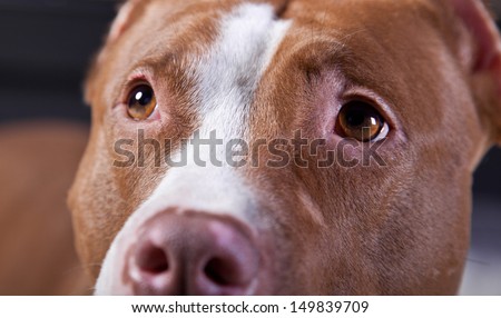 pit bull dog, chain, cave, fire