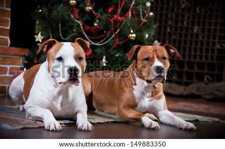 American staffordshire terrier, Dog vintage, Christmas and New Year