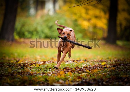 Autumn Dog Rhodesian Ridgeback