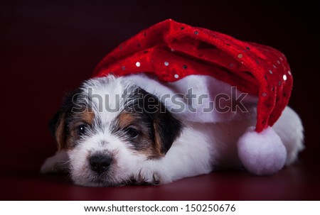 animal, dog breed, pet, puppy, Christmas and New Year