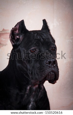 dog breed, portrait on a background of interior