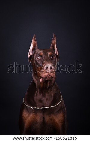 Doberman brown, service dog