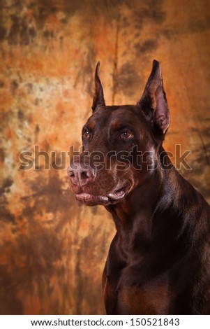 Doberman brown, service dog