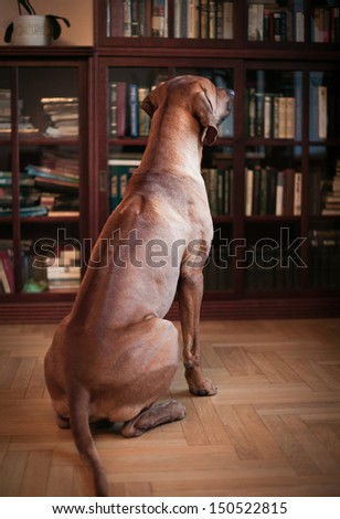 Rhodesian Ridgeback dog on the background of books, office, business dog