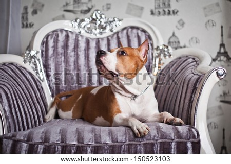American Staffordshire Terrier in the interior