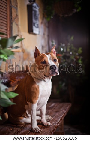 American Staffordshire Terrier in the interior