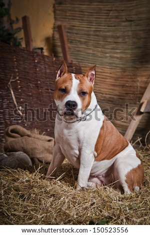 American Staffordshire Terrier in the interior, hay, village