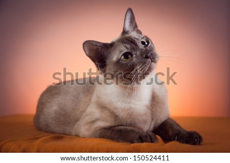 burmanskaya cat, Tonkinese, thai Stock photo © 
