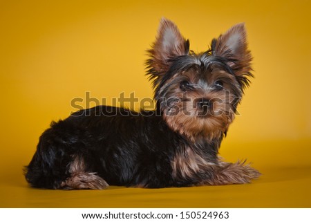Yorkshire Terrier puppy on yellow background