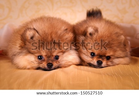 Spitz dog, puppy, cute, sweet, fluffy, round, kind, gentle