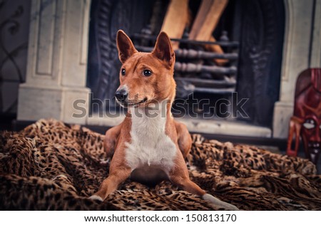basenji dog, red dog in the interior, fireplace, chair