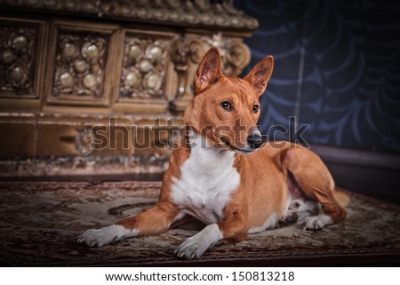 basenji dog, red dog in the interior, fireplace, chair