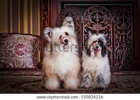 The Chinese Crested dog, chinese feather. In the library, office, books, business, table, interior, fireplace