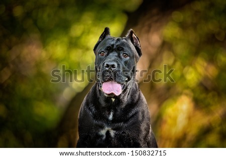 dog portraits outdoors in the park, dogs on grass, dogs playing in nature, york, Pekingese, Cane Corso