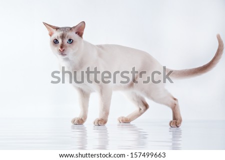 Tonkinese cat Stock photo © 