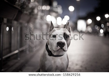 pit bull, dog in town, Petersburg