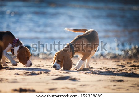 dog on the beach. Beagle. Sand, water