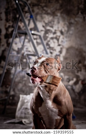 dog. construction, repair,