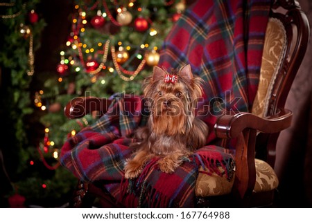 Chocolate Yorkshire Terrier dog, christmas