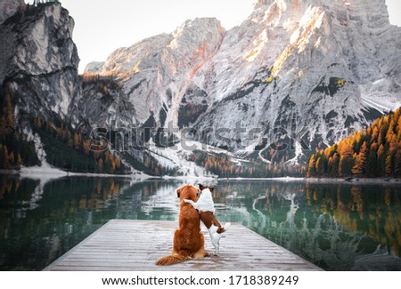 Similar – Foto Bild Niedlichen Hund auf Pier in der Nähe von Meer