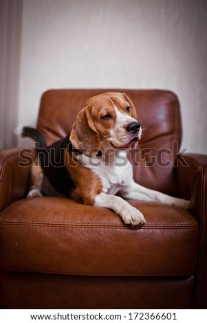 beagle dog. interior,  Christmas