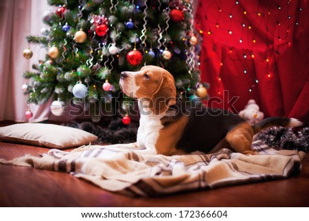 beagle dog. interior,  Christmas and New Year