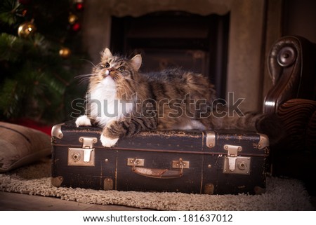 tabby cat by the fireplace
