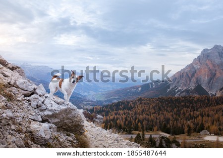 Similar – Image, Stock Photo Dog on the rocks at sunrise