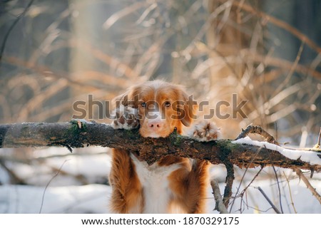 Similar – Image, Stock Photo Attention Winter Nature