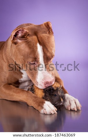 dog and Guinea Pigs, pitbull