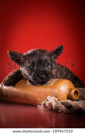 Cairn Terrier puppy on a colored background