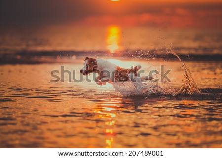 Dog in the water at sunset. Jack rasel terrier breed.  Spray, sunny, jumping dog