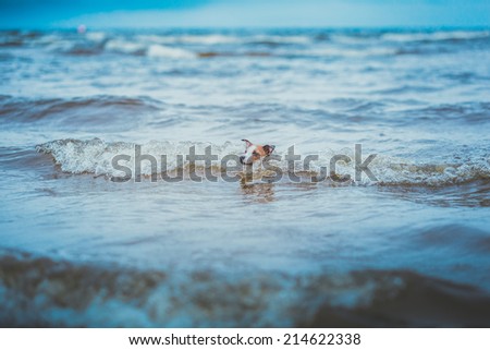 Jack Russell Terrier dog on the sea swims. waves