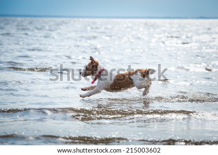 Dog of the sea, swimming, jumping. Jack Russell Terrier