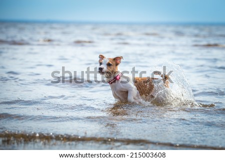 Dog of the sea, swimming, jumping. Jack Russell Terrier