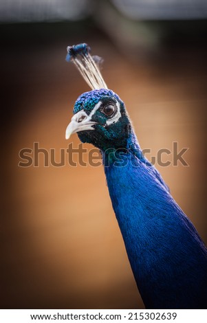Peacock blue, portrait, head, bird