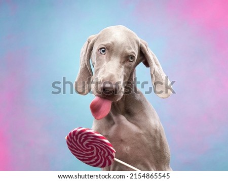 Similar – Foto Bild Lustiger Weimaraner-Hund auf schwarzem Hintergrund